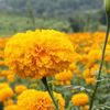 namtan_2238