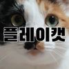 playcatkorea