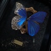 butterfly..010