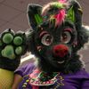 splashthewolf19
