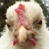 justchickenshere1