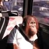 orangutanass