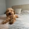 theodore_goldendoodle