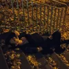 panda_and_ghosts