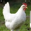 skittlesthechicken