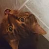 rachelpurrr