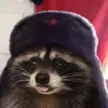 da_raccon