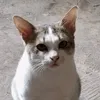 faxyvhhhn