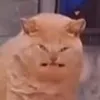 fruji_ko