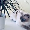 zefir_cat_marshmallows