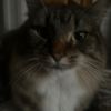 lucian_smells