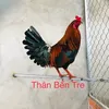 hoangthan_91