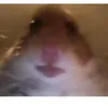 official.hamster1