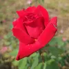 azad_zibari19