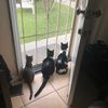 mycatsjudgeyousilently