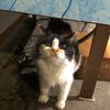 bumblebesec