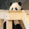 thanhpii172