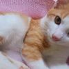 poppycatt02