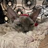 nakeygatos