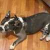 marvelthepup