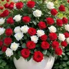 soumiaell59