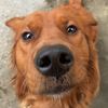 griffinthegoldie
