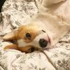 dobbythehousecorg
