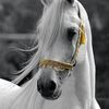 robin_8040