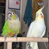 essics_flock