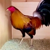 ww.tiktok.comchicken2868