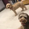 demandthedoggang123