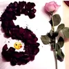 s_j_d313