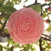 nhung__pie