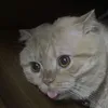 fnperam