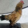 chickennugget_rooster