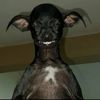 tdk_khris