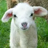 sheep_the_sheep