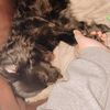 sunny.pawz