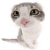 awa_ken
