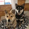 acoustic_shiba
