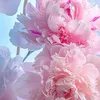 hainguyen25081995