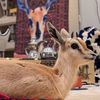 العوفي