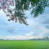 richnguyen981