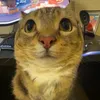 sue_1298