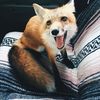shutyobumassupp