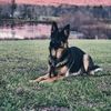 yiska_the_gsd