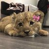 🐆