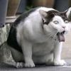 kucing_miu