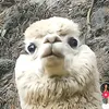 _laalpaca_20