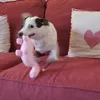 pixieliixx